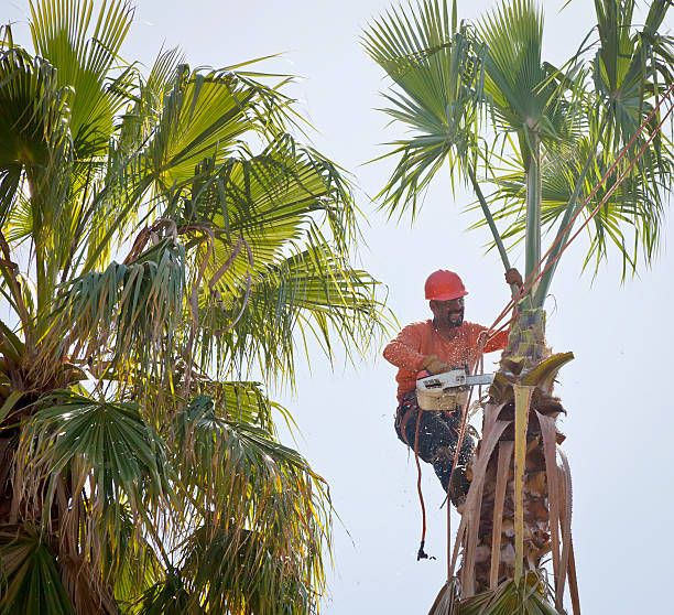 The Steps Involved in Our Tree Care Process in Salem, UT